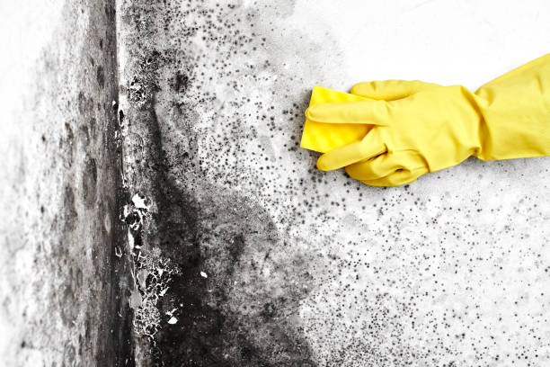 Best Residential Mold Removal  in Winton, CA