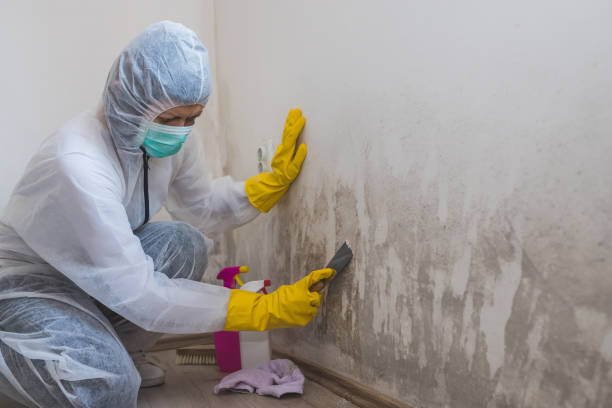 Best Certified Mold Removal  in Winton, CA