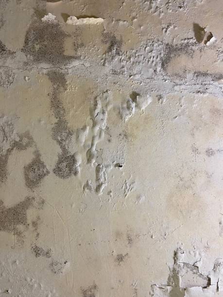Best Professional Mold Removal  in Winton, CA