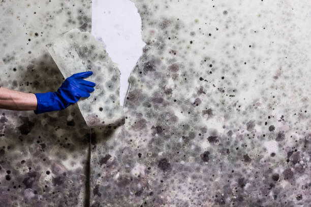Best Attic Mold Removal  in Winton, CA