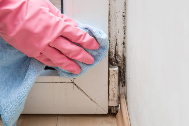 Mold Testing and Removal in Winton, CA