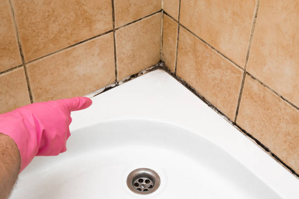 Best Attic Mold Removal  in Winton, CA